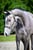 Annuncio cavallo