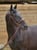 Annuncio cavallo