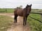 Annonce cheval