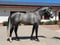 Annonce cheval