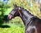 Annuncio cavallo