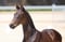 Annuncio cavallo