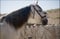 Horse ad