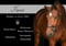 Annuncio cavallo