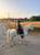 Horse ad
