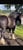 Annonce cheval