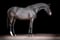 Horse ad