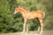 Annuncio cavallo
