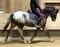 Horse ad