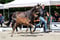 Horse ad