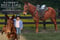Horse ad
