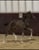 Horse ad