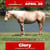 Annuncio cavallo