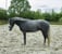 Horse ad