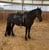 Horse ad