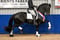 Annuncio cavallo