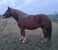 Horse ad