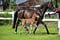 Horse ad