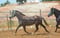 Anuncio de caballos