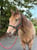 Horse ad