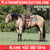Annuncio cavallo