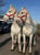 Horse ad
