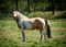 Horse ad
