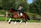 Horse ad