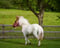 Horse ad