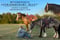 Horse ad