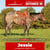 Paardadvertentie