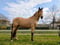 Horse ad