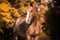 Annuncio cavallo