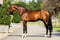 Horse ad