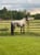 Horse ad