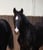 Horse ad