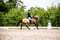 Horse ad