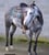 Annuncio cavallo