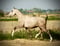 Horse ad