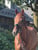 Horse ad