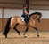 Annuncio cavallo