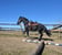 Horse ad