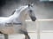 Horse ad