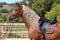 Horse ad