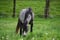 Annuncio cavallo