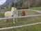 Annonce cheval