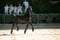 Horse ad