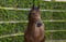 Annuncio cavallo