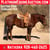 Anuncio de caballos