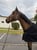 Horse ad